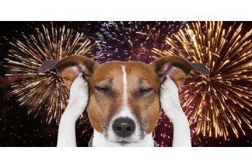 Capodanno sicuro anche per gli animali: ecco i suggerimenti utili